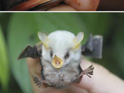 10 Foto Bayi Hewan yang Kemungkinan Belum Pernah Kamu Lihat, Gemes!