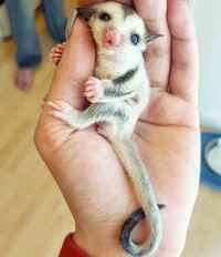 Foto bayi hewan yang lucu-lucu ini siap untuk menghibur kebosanan kamu. Mana foto yang paling gemesin?