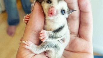 Meleleh lihat gemasnya tangan kecil si bayi sugarglider. Foto: loopdeloops via Bored Panda