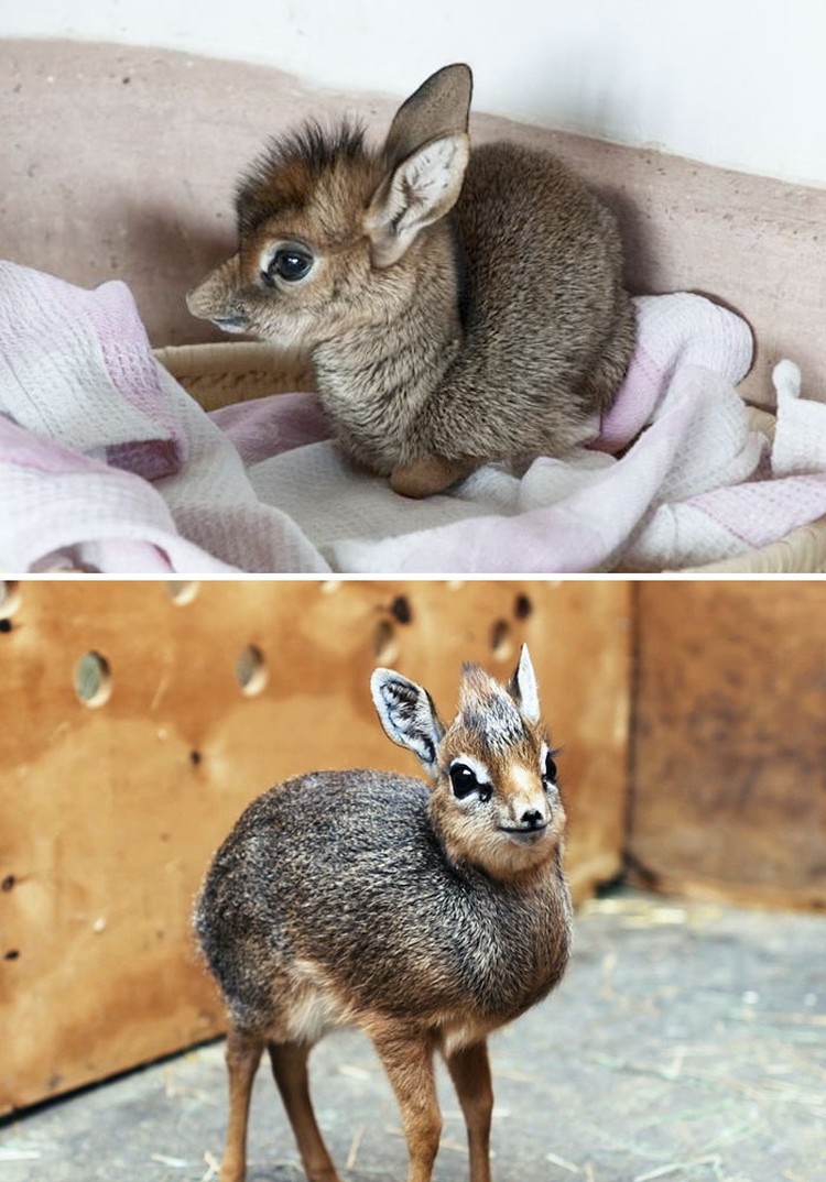 Foto Hewan Lucu Foto bayi hewan yang lucu-lucu ini siap untuk menghibur kebosanan kamu. Mana foto yang paling gemesin?