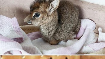 Bayi dik-dik adalah spesial terkecil antelope. Foto: Barcroft Animals via Bored Panda