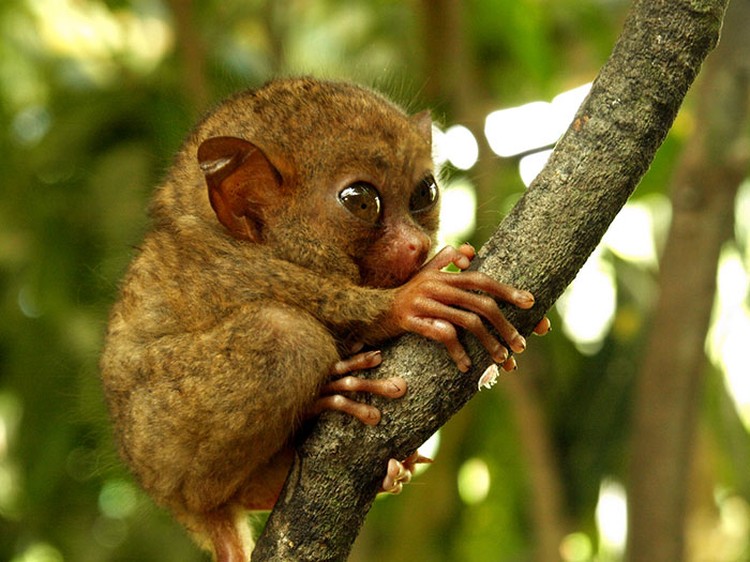 Foto Hewan Lucu Foto bayi hewan yang lucu-lucu ini siap untuk menghibur kebosanan kamu. Mana foto yang paling gemesin?