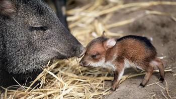 Potret imut Chacoan Peccary atau Tagua bersama induknya. Foto: Depositphotosalgar via Bored Panda