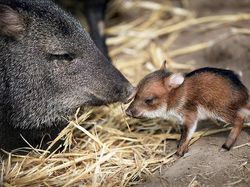 10 Foto Bayi Hewan yang Kemungkinan Belum Pernah Kamu Lihat, Gemes!