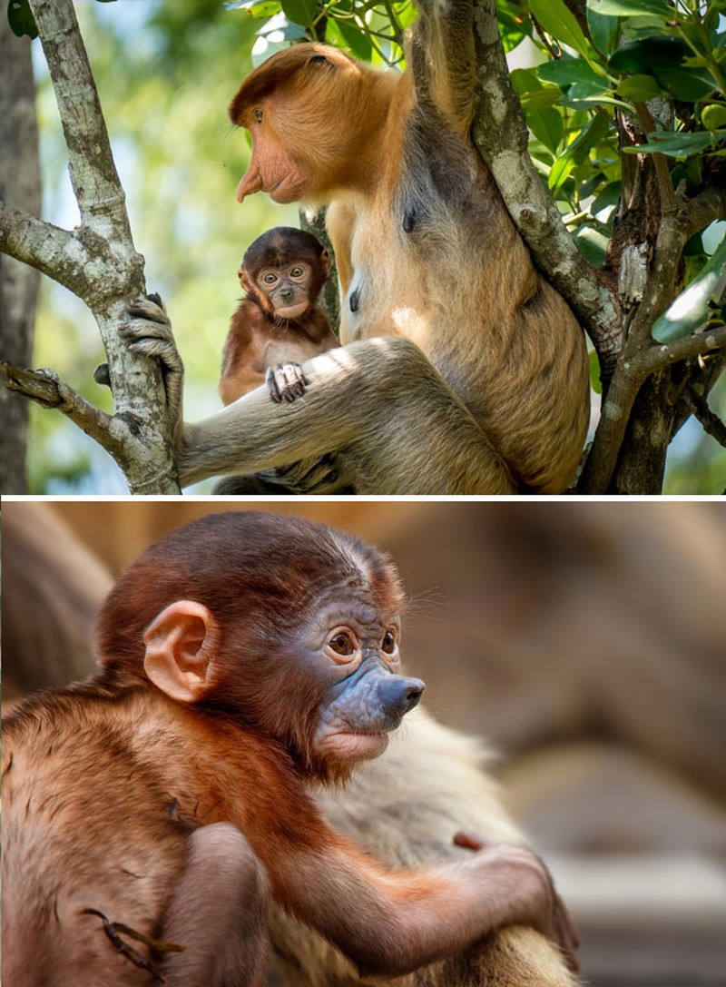 Foto bayi hewan yang lucu-lucu ini siap untuk menghibur kebosanan kamu. Mana foto yang paling gemesin?