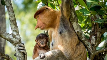 Yap, ini adalah bayi Bekantan alias Proboscis Monkey yang hidungnya sudah kelihatan maju. Cute! Foto: Phaterry Phaterry, Petr Bambousek via Bored Panda