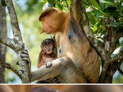 10 Foto Bayi Hewan yang Kemungkinan Belum Pernah Kamu Lihat, Gemes!