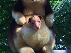 10 Foto Bayi Hewan yang Kemungkinan Belum Pernah Kamu Lihat, Gemes!