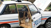 Terakhir, ada kandang ayam yang tak kalah unik. Bukan berbentuk rumah, tapi kandang ayam yang satu ini justru menggunakan mobil polisi bekas. Foto: Boredpanda