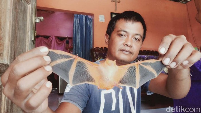 Kelelawar oranye bikin kaget warga Klaten