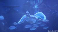 Salah satunya, mermaid Nikita Fima, perempuan cantik berambut panjang dan pandai menyanyi (sempat menjadi backing singer dari Yovie and Nuno), berpakaian ala puteri duyung lengkap dengan buntut siripnya.