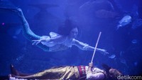 Tak hanya ada di dalam dongeng, kini traveler juga dapat menjumpai putri duyung lewat salah satu atraksi terbaru di Jakarta Aquarium, Neo Soho, Jakarta Barat.