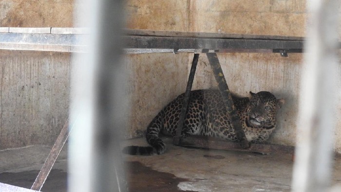 Macan tutul si abah
