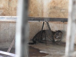 Kembali Sehat, Macan Tutul Abah Siap Huni Gunung Sawal