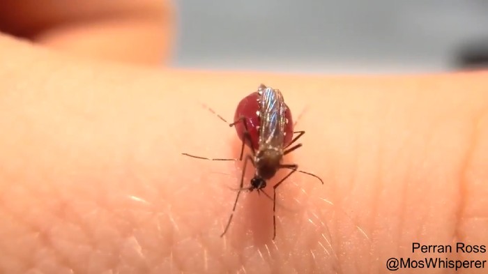 Nyamuk Aedes aegypti Rakus Hisap Darah