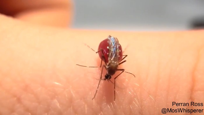 Nyamuk Rakus Hisap Darah Nyamuk Aedes aegypti Rakus Hisap Darah