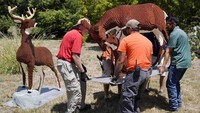 Seperti inlah para staf dengan hati-hati mengangkat replika hewan. (San Antonio Zoo)