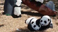 Kebun Binatang San Antonio, AS punya cara menarik untuk menarik pengunjung datang ke tempat mereka. (San Antonio Zoo)
