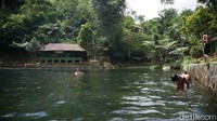 Kedalaman telaga tersebut tak sama. Di beberapa sisi hanya berkisar 1 sampai 1,5 meter. Namun di bagian lain ada yang kedalamannya mencapai 2 hingga 3 meter. (Whisnu Pradana/detikcom)