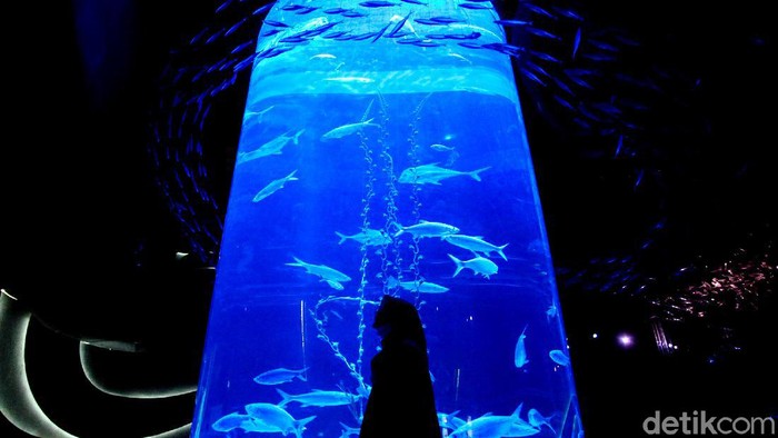 Yuk, Cobain Sensasi Wisata Biota Laut di Dalam Mal Sudah ada rencana wisata weekend ini? Aquarium indoor terbesar di Indonesia sudah dibuka lho. Yuk, intip foto-fotonya!