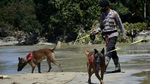 Anjing Pelacak Ikut Bantu Cari Korban Banjir Luwu Utara