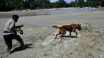 Anjing Pelacak Ikut Bantu Cari Korban Banjir Luwu Utara