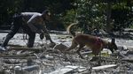Anjing Pelacak Ikut Bantu Cari Korban Banjir Luwu Utara