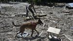 Anjing Pelacak Ikut Bantu Cari Korban Banjir Luwu Utara