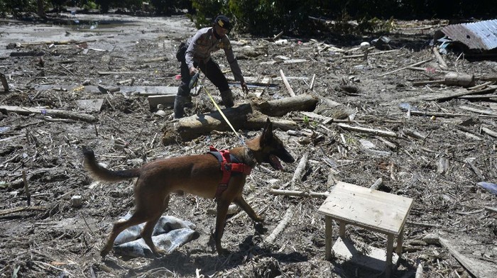 Anjing Pelacak Ikut Bantu Cari Korban Banjir Luwu Utara Proses pencarian korban banjir bandang di kawasan Luwu Utara terus dilakukan. Petugas kepolisian pun kerahkan 2 anjing pelacak untuk bantu cari korban banjir.