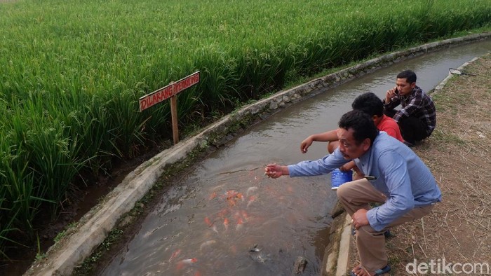 Bud daya ikan koi (Uje Haratono/detikcom)