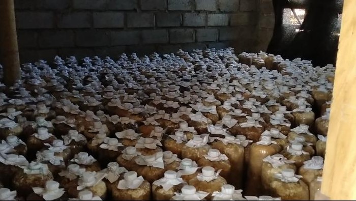 Budidaya Jamur Tiram