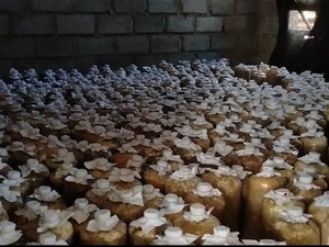 Banting Setir di Kala Pandemi, Budidaya Jamur Tiram Andalan Lombok