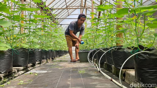 Cerita eks TKI asal Banyumas yang kini jadi konsultan pertanian