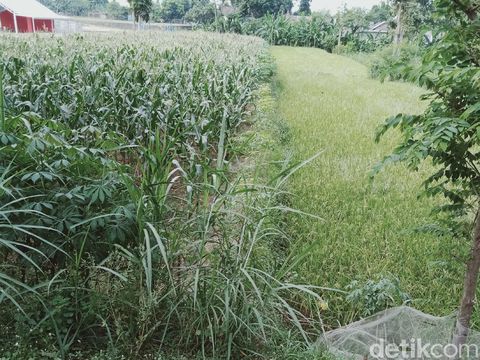 Foto perhiasan emas temuan di rumah situs Wonoboyo, Klaten, Minggu (19/7/2020).