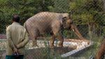 Kaavan, Si Gajah Kesepian di Pakistan Akan Dipindahkan ke Kamboja