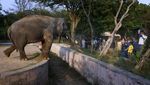 Kaavan, Si Gajah Kesepian di Pakistan Akan Dipindahkan ke Kamboja