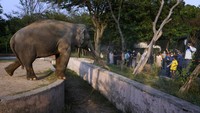 Pada tahun 2002, Kaavan dikurung oleh petugas kebun binatang karena dikhawatirkan akan mengamuk dan menimbulkan kerusakan. Meski kemudian dibebaskan setelah mendapat kecaman dari publik, pada tahun 2015, Kaavan diketahui dirantai setiap beberapa jam sekali dalam sehari. Kondisi tersebut diketahui berdampak pada kesehatan mental Kaavan. Protes dan kecaman untuk membebaskan Kaavan pun terus mengalir hingga kemudian pengadilan di Islamabad menyetujui untuk memindahkan Kaavan ke tempat perlindungan yang cocok. Para ahli pun merekomendasikan suaka margasatwa di Kamboja sebagai tempat perlindungan bagi Kaavan.