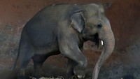Pengadilan Pakistan menyetujui pemindahan Kaavan, seekor gajah yang kesepian di sebuah kebun binatang yang berada di kawasan Islamabad, Pakistan ke Kamboja. Kaavan sebelumnya dilaporkan menunjukkan gejala penyakit mental hingga kemudian memicu lahirnya sebuah petisi online yang meminta agar gajah tersebut dibebaskan. 