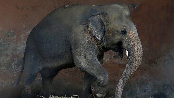 Gajah Kesepian di Pakistan Akan Dipindahkan ke Kamboja Pengadilan Pakistan menyetujui pemindahan Kaavan, seekor gajah yang kesepian di kebun binatang Islamabad. Gajah itu rencananya akan dipindahkan ke Kamboja.
