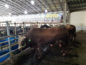 Bisnis Hewan Kurban di Tengah Pandemi Masih Moncer?