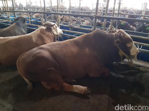 Cegah Kerumunan, Panitia Diimbau Bagikan Langsung Daging Kurban