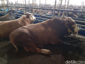 Cegah Kerumunan, Panitia Diimbau Bagikan Langsung Daging Kurban