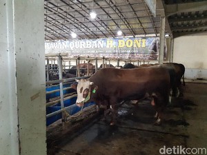 Mau Bisnis Hewan Kurban Saat Pandemi? Baca Dulu Tips Lengkapnya