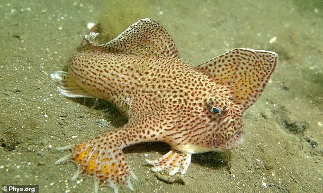 Ikan bertangan