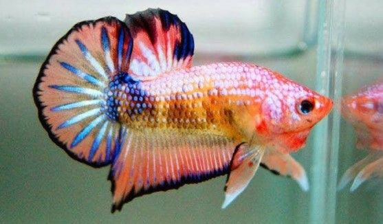 Ikan cupang warna merah putih