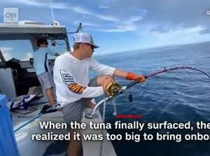 Nelayan Ini Butuh 7 Jam Untuk Menarik Ikan Tuna Seberat 300 Kilogram