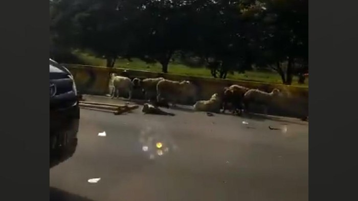 Pikap Angkut Kambing Kecelakaan Tunggal di Tol Jagorawi Pikap Angkut Kambing Kecelakaan Tunggal di Tol Jagorawi