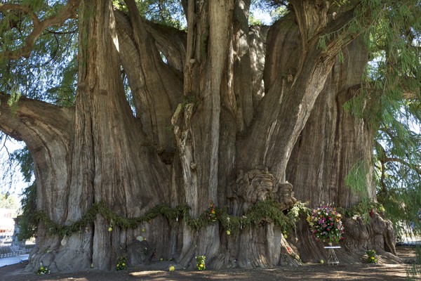 Pohon Montezuma Cypress berada di halaman gereja di kota Santa María del Tule, negara bagian Oaxaca, Meksiko mendapatkan rekor menurut Guinness World Records tercatat sebagai pohon yang paling tebal di dunia, yaitu berukuran 36 meter.