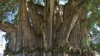 Pohon Montezuma Cypress berada di halaman gereja di kota Santa María del Tule, negara bagian Oaxaca, Meksiko mendapatkan rekor menurut Guinness World Records tercatat sebagai pohon yang paling tebal di dunia, yaitu berukuran 36 meter.