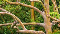 Pohon Rainbow Eucalyptus, Hawaii, Amerika Serikat. Pohon yang memiliki warna menyerupai pelangi ini dapat kalian temukan di Hawaii dan juga beberapa tempat di Asia Selatan dan Oseania. Lokasinya di sepanjang jalan Hana Highway.